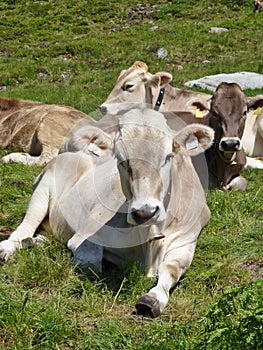 A Swiss cow