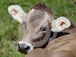 A Swiss cow