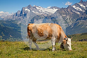 Swiss cow