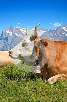 Swiss cow