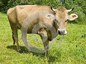 Swiss cow