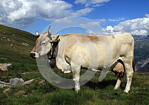 Swiss Cow