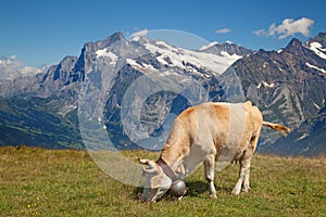 Swiss cow