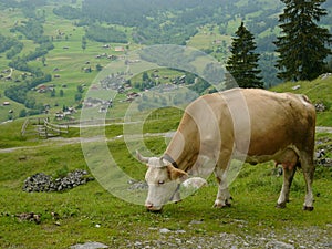 Swiss Cow