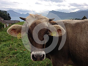 Swiss Cow