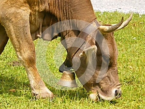  Swiss cow eating green grass in the sunshine