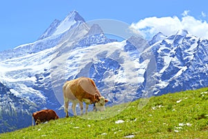 Swiss Cow on green grass in Alps, Grindelwald, Switzerland, Europe