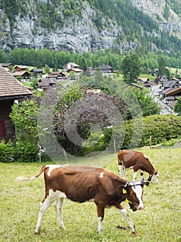 Swiss cow in the meadow