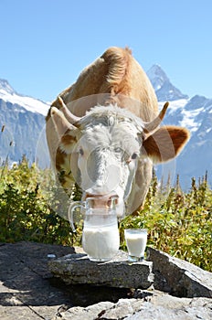 Swiss cow and milk