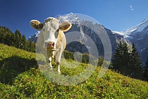 Swiss Cow