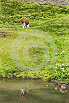 A Swiss Cow Reflects on life, and a pond near Mannlichen in Switzerland