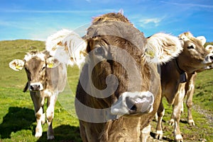 Swiss cows with bells