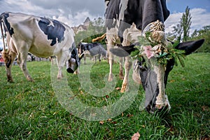 Swiss cows decorated with flowers and cowbell. Desalpes ceremony in Switzerland