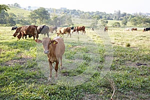 Swiss cows on farm