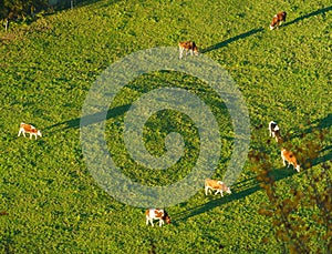 Swiss cows graze on meadow aerial view, Gruyeres, Switzerland