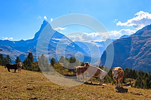 Swiss cows grazing on a meadow against the background of Matterhorn, Switzerland