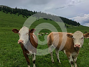 Swiss cows on mountain pasture, Chasseral, Jura, Switzerland