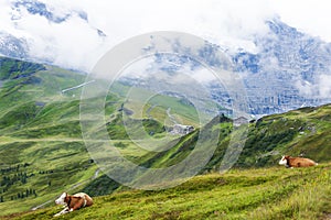 Swiss Cows over Kleine Scheidegg, Bernese Oberland, Switzerland