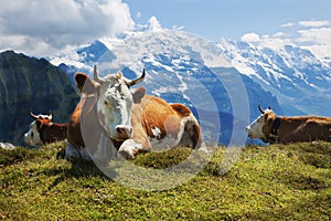 Swiss cows at rest on Schynige Platte, Switzerland photo