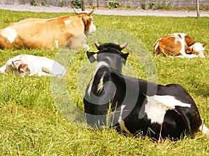 Swiss dairy cows with newborn calf