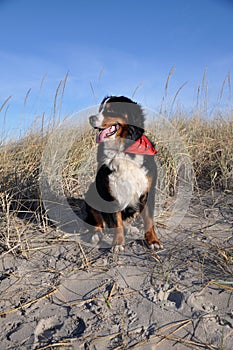 Swiss dog posing