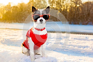 Swiss dog winter