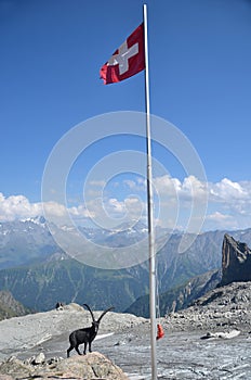 Swiss Flag