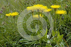 Swiss Hawkbit photo