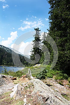 Swiss lake in the spruce forest with fir-tree, Alps.