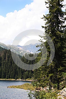 Swiss lake in the spruce forest with fir-tree, Alps.