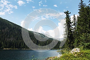 Swiss lake in the spruce forest with fir-tree, Alps.