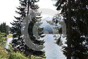 Swiss lake in the spruce forest with fir-tree, Alps.