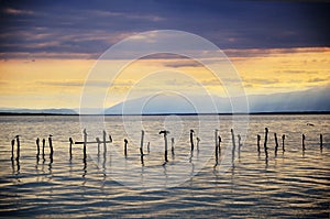 Swiss Lake with stormy sunset and birds on pilings photo