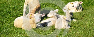 Swiss lambs and sheep slumber in the sun on a green meadow for easter cards