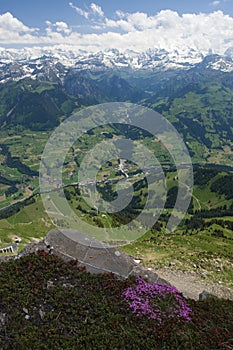 Swiss landscape, alpine flower