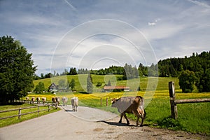 Swiss landscape with cows