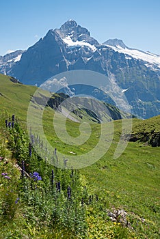 swiss landscape Eiger mountain and green meadow with monkshood flowers