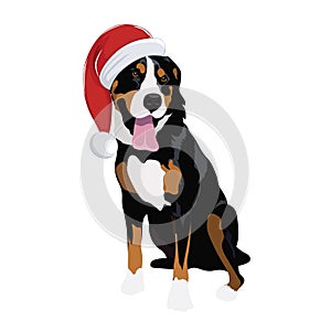 Swiss Mountain dog with Christmas hat isolated on white background.