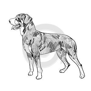 Swiss mountain dog hand drawn sketch isolated on white background.