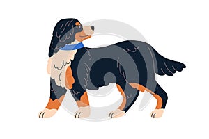 Swiss mountain dog of Sennenhunds breed. Shaggy doggy walking, strolling. Cute canine animal profile. Puppy in collar
