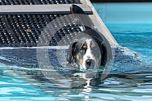 Swiss Mountain Dog wading down a ramp into a pool