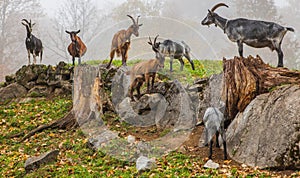 Swiss Mountain Goats