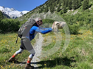 Swiss mountains in the summer - hiking with fun and cow