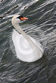 Swiss Mute Swan