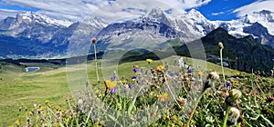 Swiss nature scenery. Scenic snowy Alps mountains and wild floral meadows. Beauty in nature. Switzerland landscape.