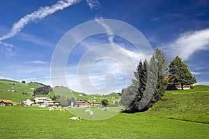 Swiss pasture in the summer
