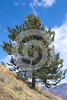 Swiss pine ( Pinus cembra ) photo