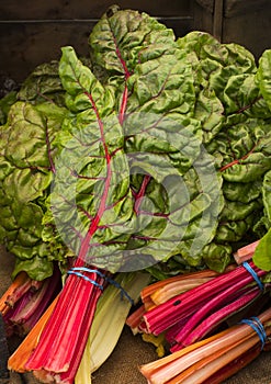 Swiss Rainbow Chard