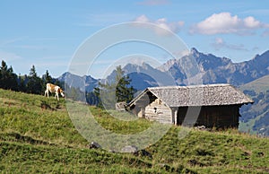 Swiss rural landscape