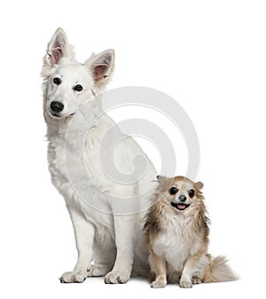 Swiss shepherd dog and Chihuahua